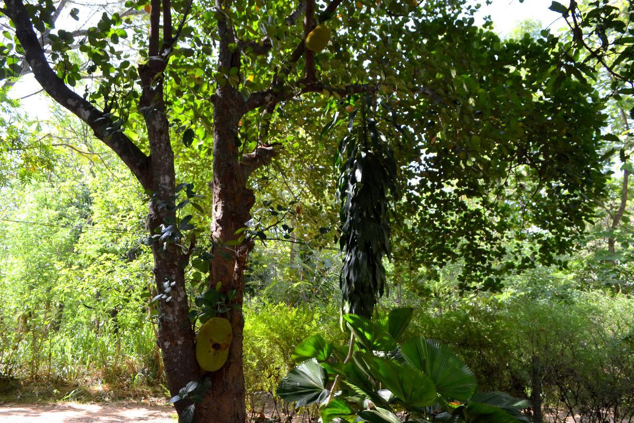 Sigiriya Freedom Lodge ダンブッラ エクステリア 写真
